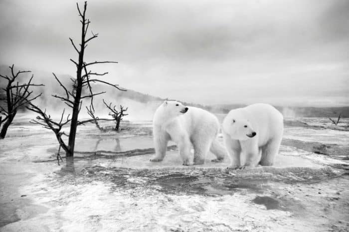 dos-osos-paleares-paseando-por-el-hielo-768x512